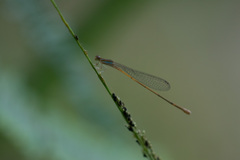 Aciagrion pallidum