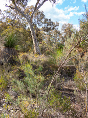 Allocasuarina humilis