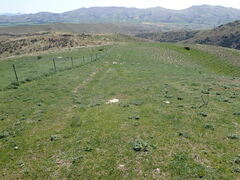 Ceratocephala pungens