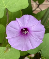 Ipomoea trifida