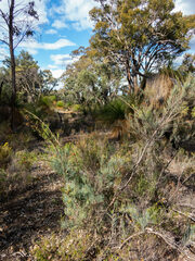 Allocasuarina humilis