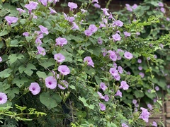 Ipomoea trifida