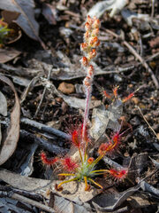 Drosera scorpioides