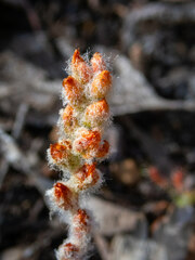 Drosera scorpioides