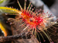 Drosera scorpioides