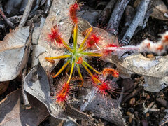 Drosera scorpioides