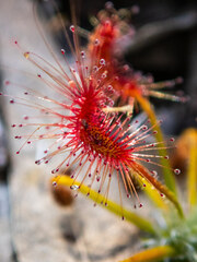 Drosera scorpioides