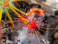 Drosera scorpioides