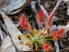 Drosera scorpioides