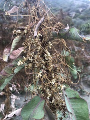 Cuscuta californica