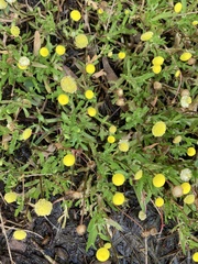 Cotula coronopifolia