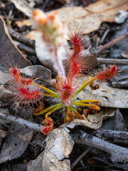 Drosera scorpioides