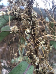 Cuscuta californica