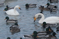 Cygnus columbianus bewickii