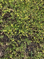 Cotula coronopifolia