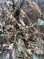 Cuscuta californica
