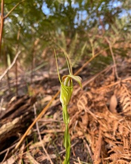 Pterostylis grandiflora