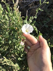 Calystegia occidentalis