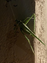 Insara elegans