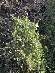 Calystegia occidentalis