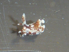 Ancula lentiginosa