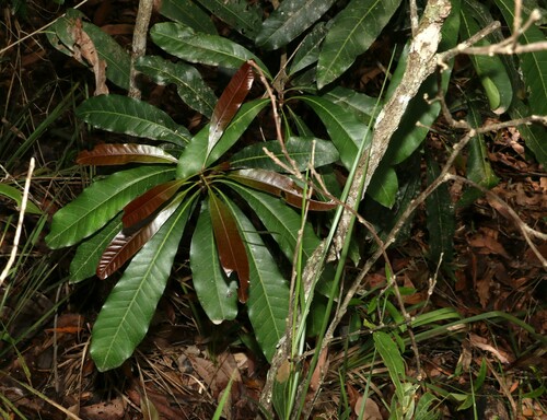 Image of Buchanania arborescens by (c) Greg Tasney, some rights reserved (CC BY-SA)