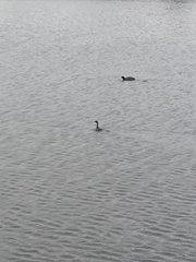 Poliocephalus rufopectus