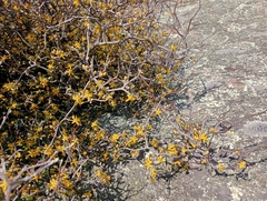 Corokia cotoneaster