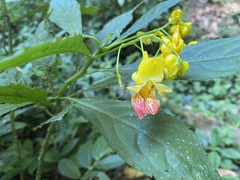 Impatiens clavigera