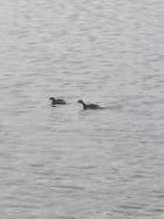 Poliocephalus rufopectus