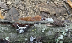 Auricularia auricula-judae