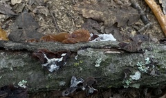 Auricularia auricula-judae