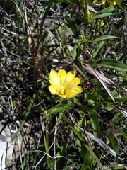 Gentiana scabrida