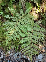 Cyathea colensoi