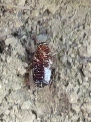 Parcoblatta pennsylvanica