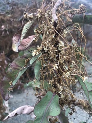 Cuscuta californica