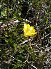 Gentiana scabrida