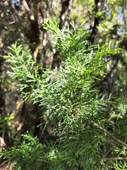 Halocarpus biformis