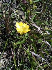 Gentiana scabrida