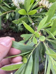 Austropuccinia psidii