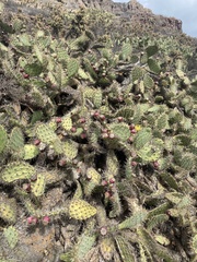Opuntia engelmannii