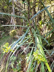 Pseudopanax linearis
