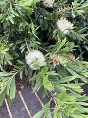 Austropuccinia psidii