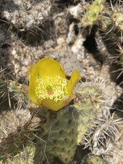 Opuntia engelmannii