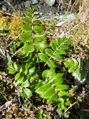 Gingidia montana