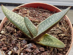 Gasteria