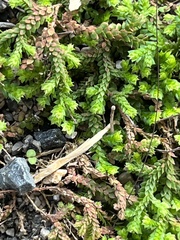 Selaginella denticulata
