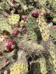 Opuntia engelmannii