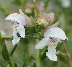 Prostanthera striatiflora