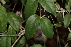 Parsonsia